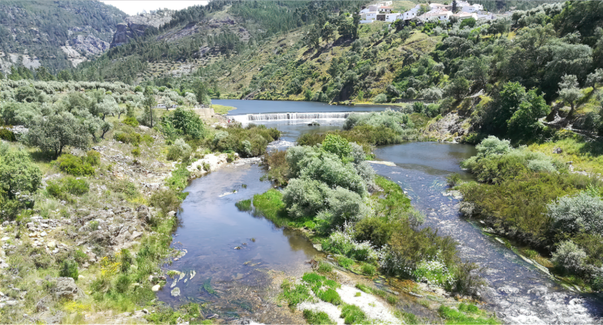 Terreno Pinhal (9) – Proença-a-Nova 6