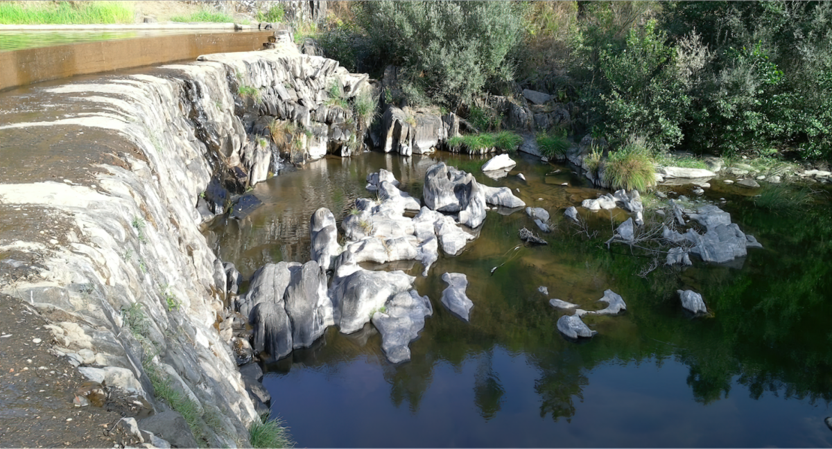 Terreno Pinhal (9) – Proença-a-Nova 4